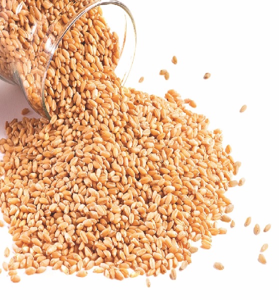 Durum Wheat (Hard Wheat)